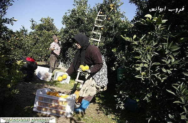 حصاد البرتقال في ايران