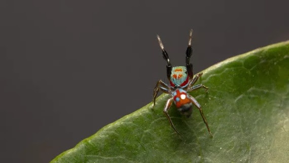 Surprisingly-bad acting is key to jumping spider's survival