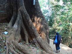 The Kapok tree