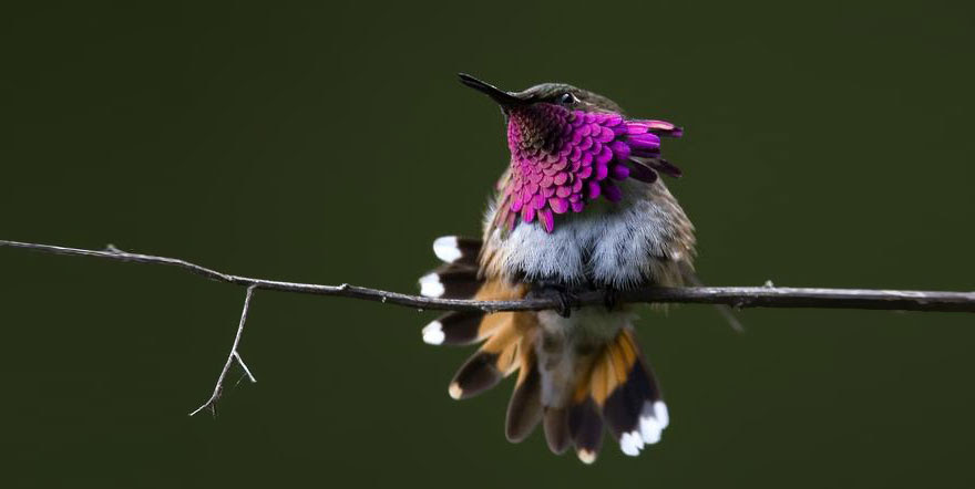 BREATH-TAKING HUMMINGBIRD CLOSE-UPS Cute-beautiful-hummingbird-photography-16