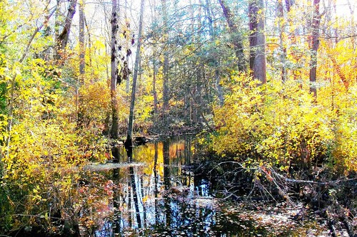 Photo of tree growth in wetlands of Wicomico County