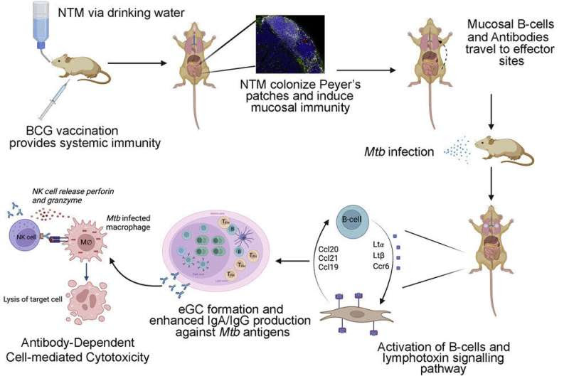 Tuberculosis researchers find link between vaccine efficacy, environmental pathogens