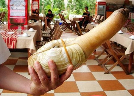 Ốc vòi voi và... 2 lần giật mình - 1