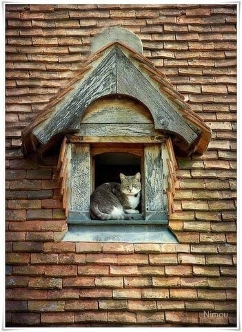 Cat-roof-window