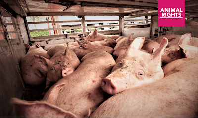 Foto: vrachtwagen vol met varkens op transport