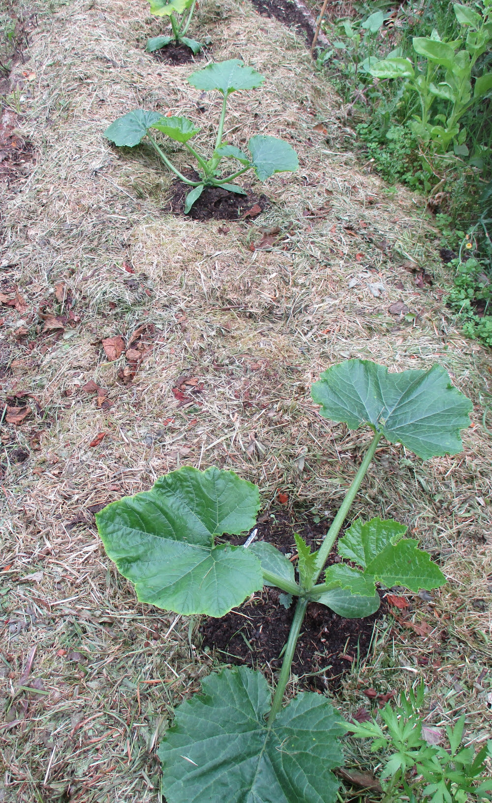 Courgette plants  mulched deeply with grass clippings kept a minimum of 10cm away from stems