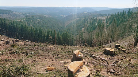 Kahlflächen nach Borkenkäfer FoA Sonneberg, Revier Hasenthal, Blick auf den Südthüringer Wald vom Aussichtspunkt Triniusblick nahe bei Eymersborn im April 2020. Foto: Ralf Wenzel/ThüringenForst AöR-FKK Gotha