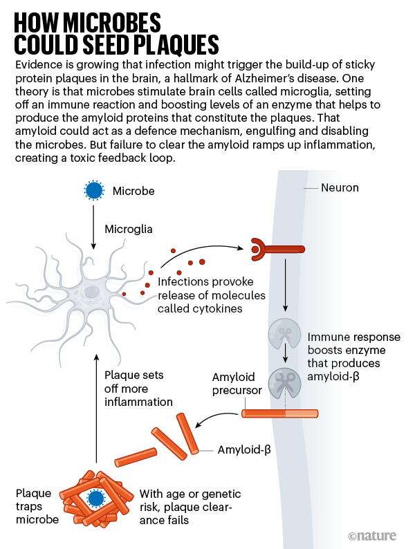 How microbes could seed plaques. Explainer diagram.