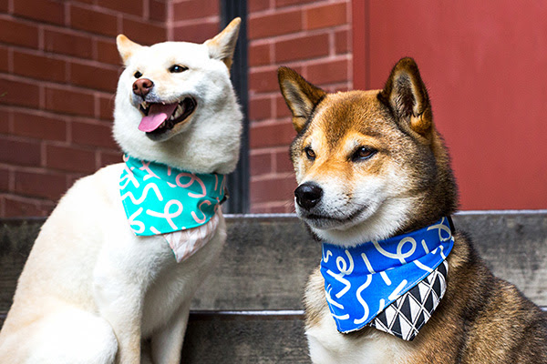 Bandana Collar 101 & Alite Collabo