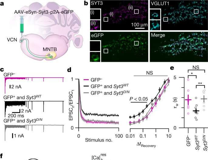 Discovery gives insight into brain function, breakdowns