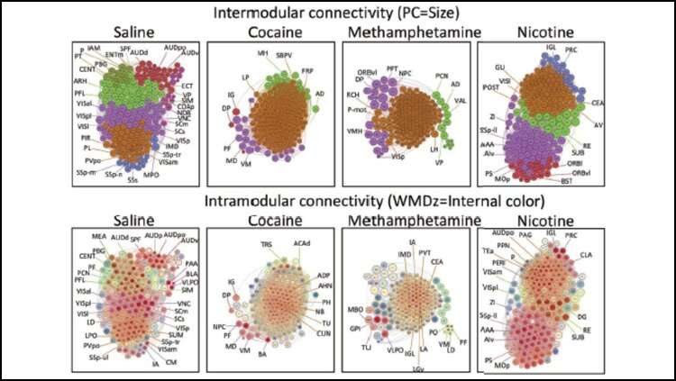 Drug withdrawal morphs brain communication networks in mice