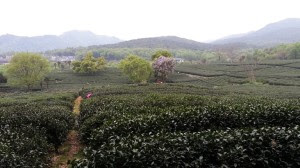 A view to south from the JiuLiSong Tea Field area sml