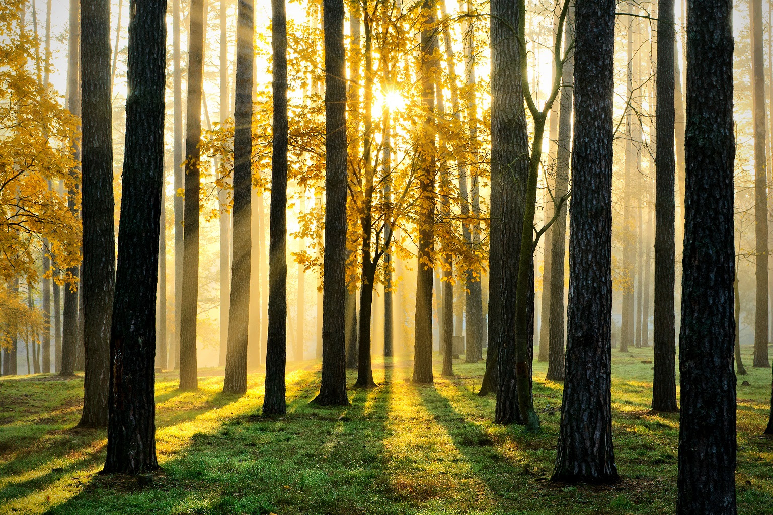 risorse sistemi forestali lombardia