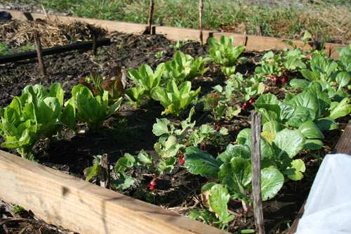 The Sustainable Food Center is hosting a fall gardening workshop on Saturday.