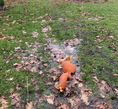 broken-up pumpkin on the ground