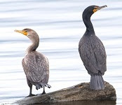 Double-crested cormorants