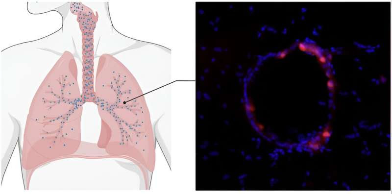 An mRNA COVID vaccine (and potentially more) with nanoparticles, no shot needed