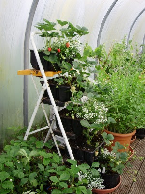 Side view of the stepladder garden planted with strawberries, starting to ripen. The alyssum attracts pollinators Side view of the stepladder garden planted with strawberries, starting to ripen. The alyssum attracts pollinators
