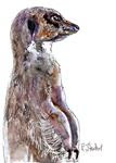 5x7 Meerkat Watercolor, Pen and Ink Illustration by Penny Lee StewArt - Posted on Monday, February 16, 2015 by Penny Lee StewArt