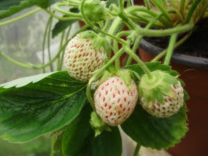 Old white strawberry - name lost in the mists of time - possibly a Chiloense hybrid?