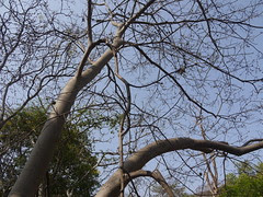 Ficus exasperata