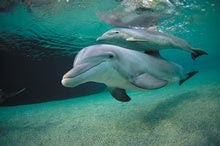 Dolphins Whistle Their Names with Complex, Expressive Patterns