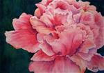 Exuberant Rose - Posted on Saturday, January 31, 2015 by Judith Freeman Clark
