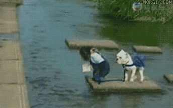 monkeys gifs - 8284715008