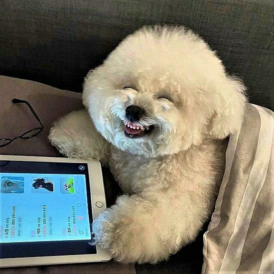 Dog-Laughing-i-Pad-jokes