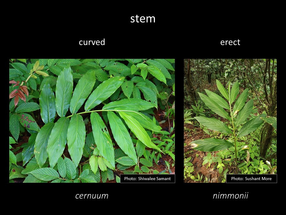 Slide7 stem of cernuum and nimmonii