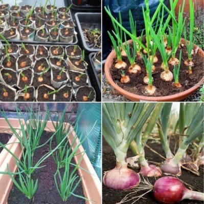 Growing Onion In Containers, Pots, Backyards | Agri Farming