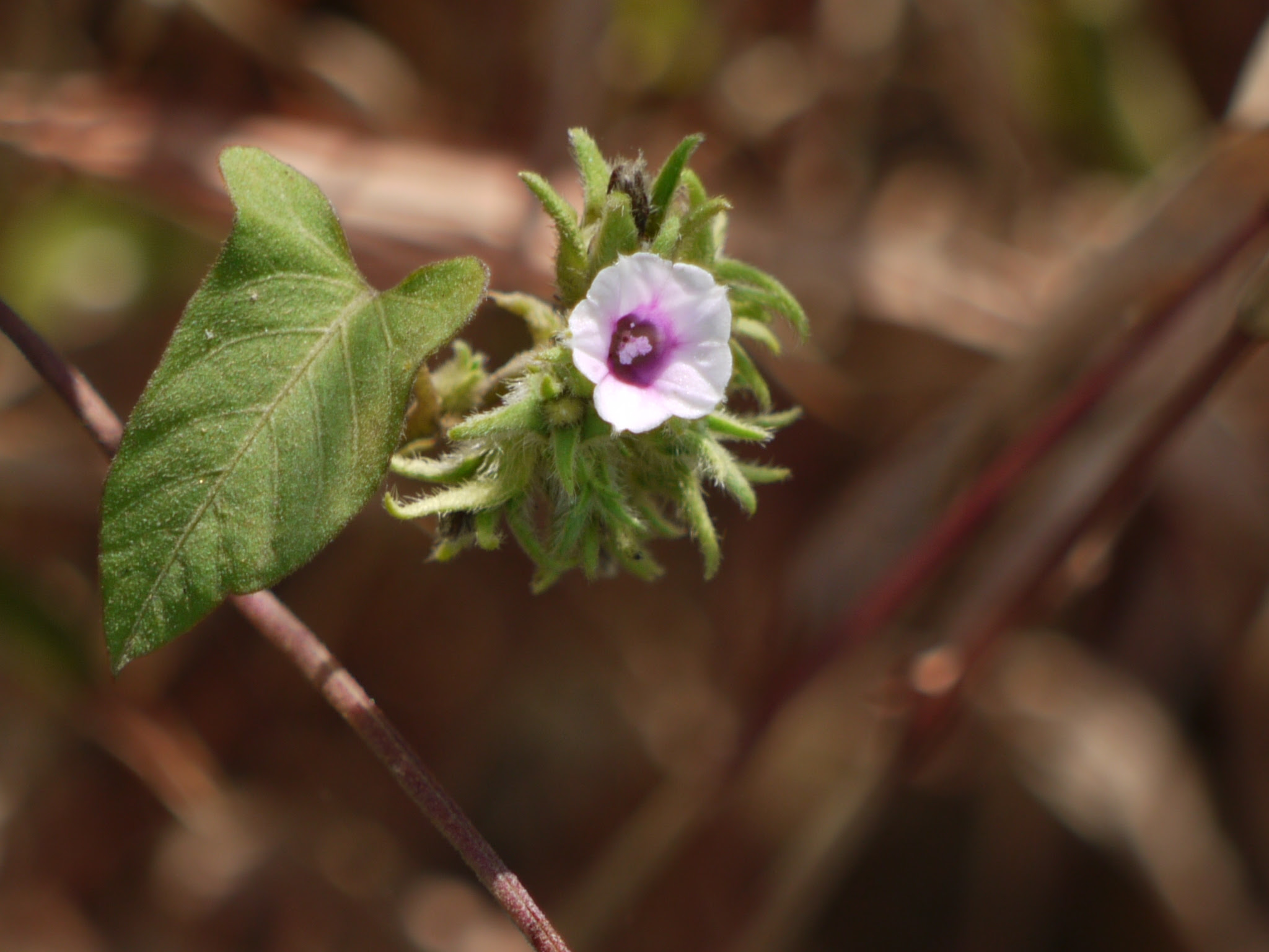 Ipomoea eriocarpa R.Br.