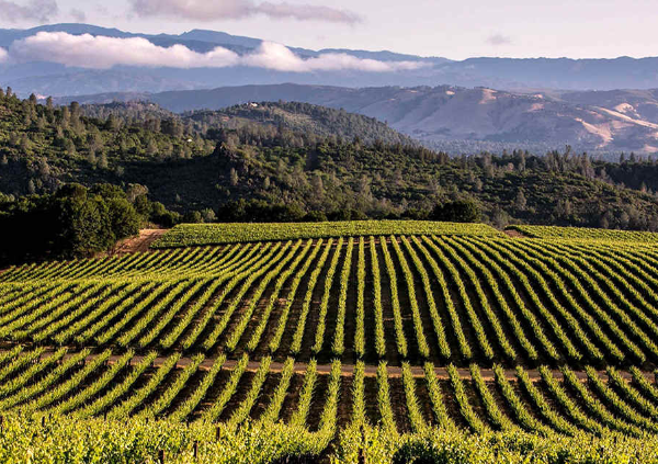 Rows of grapes vines of the location of Craftwork Wines in the rolling hills of Monterey, California.