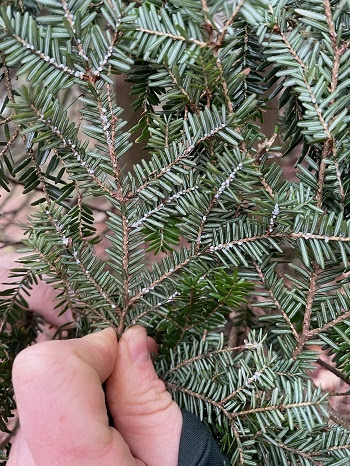 A thumb and finger holding a hemlock branch infested with hemlock woolly adelgid