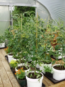 Tomatoes in recycled 10lt buckets