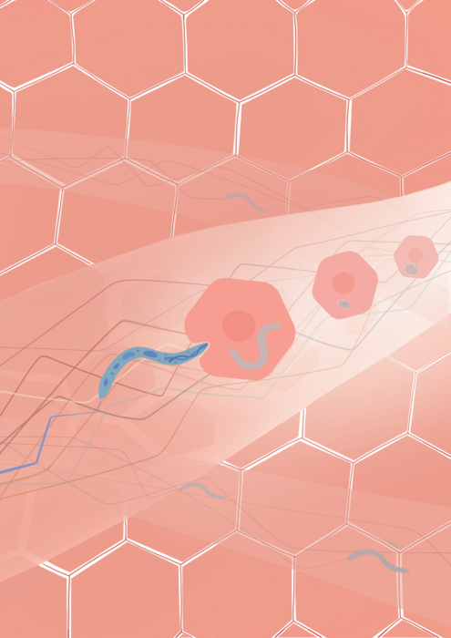 Depiction of the paths taken by the Plasmodium parasites in the liver.