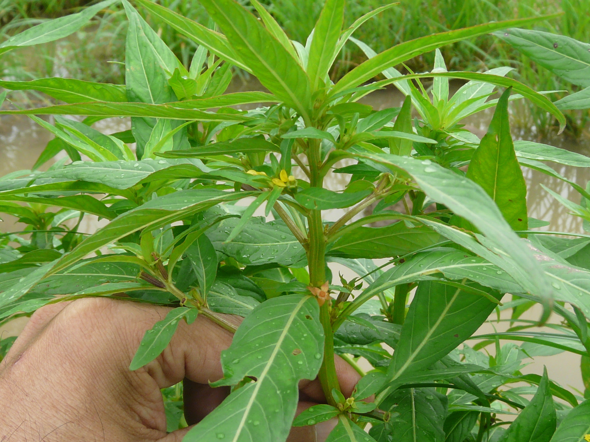 Ludwigia octovalvis (Jacq.) P.H.Raven ... FOR VALIDATION