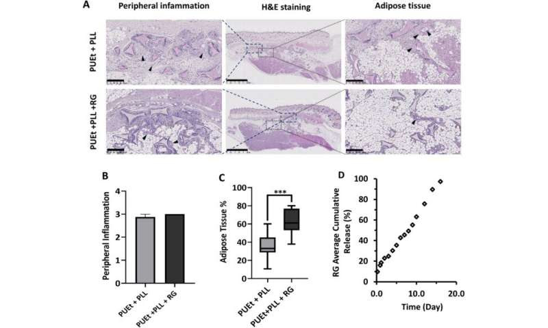 Soft tissue regeneration in a cell-free scaffold microenvironment