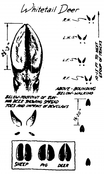 whitetail deer footprints identify animal tracks illustration