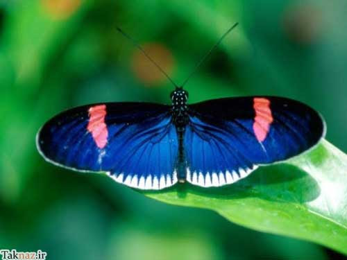 تصاویر زیبا و دیدنی از آفرینش خارق العاده پروانه ها
