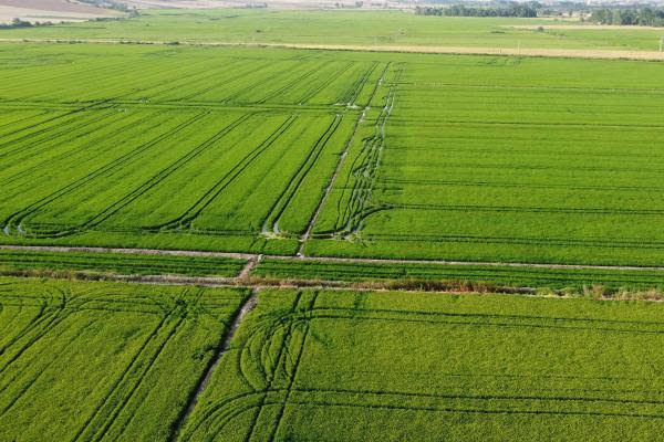 Yemyeşil çeltik tarlalarının drone ile çekilmiş fotoğrafı.