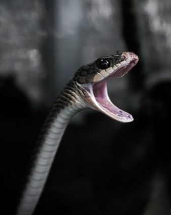 snake with mouth open