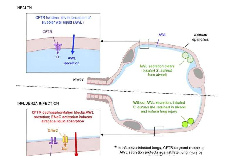 Mount Sinai study among the first to show that drugs targeting the lung, rather than bacteria, may prevent staph infection in fl