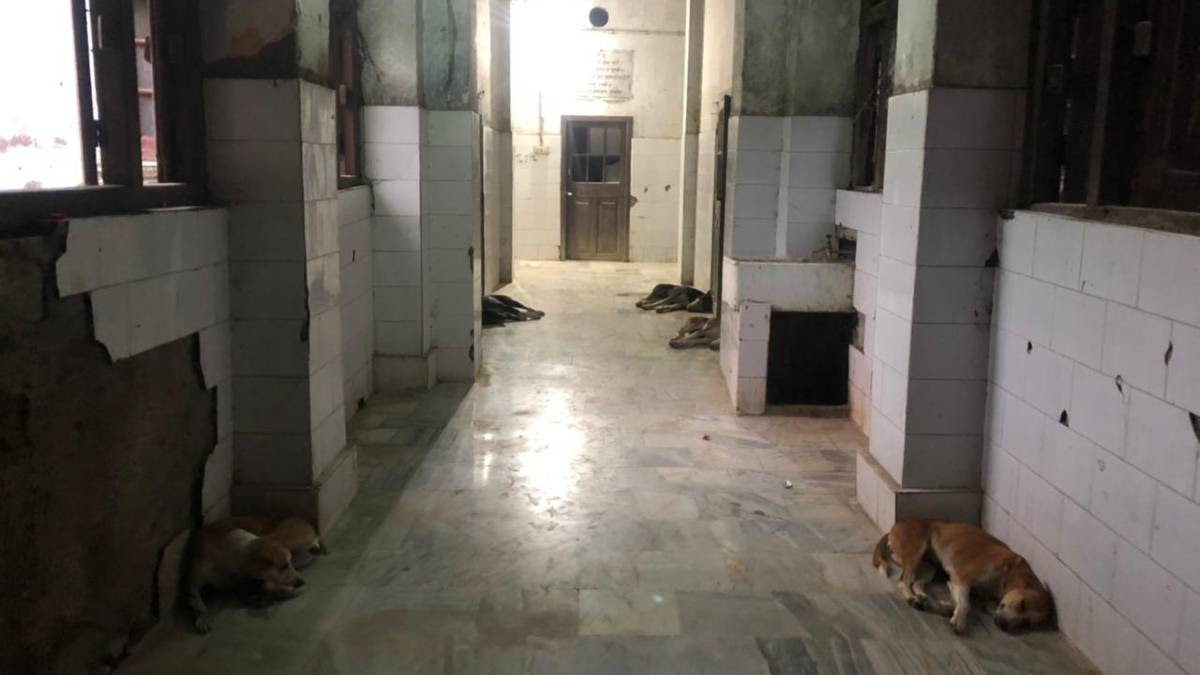 Dogs lying in the corridors of the DMCH | Jyoti Yadav | ThePrint