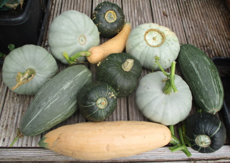 Winter squashes - 8 of these were grown in my home-made organic, peat-free growbags