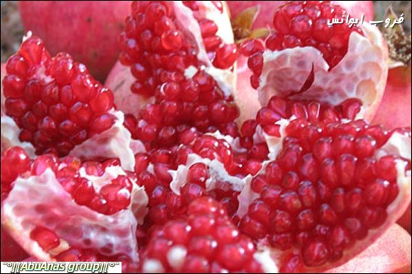 موسم قطف الرمان في لورستان