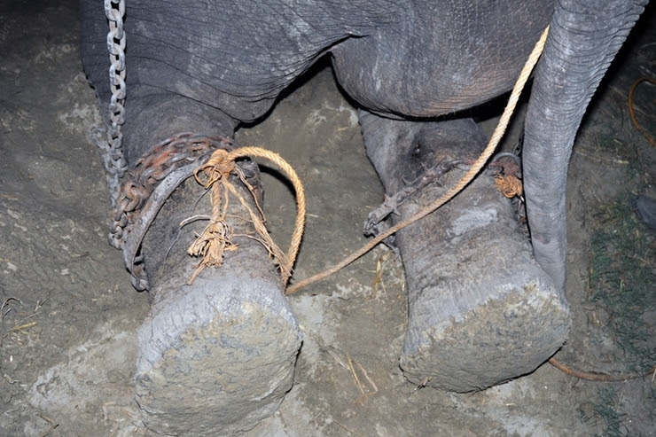  Chú voi Raju bị xiềng xích suốt 50 năm qua tại một sở thú ở Ấn Độ.