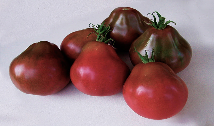 Tomato Japanesseblacktrifele