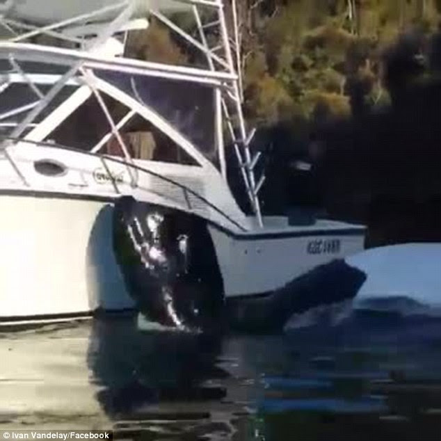A Whale Gently Bumps Into Boat Asking For Help This Is Absolutely Incredible