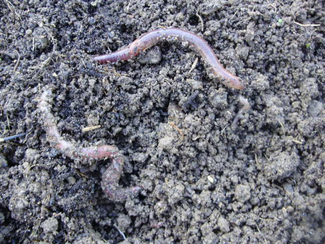Almost 7 years on. A bit of a difference! I have a humus-rich soil full of active, healthy worms! Almost 7 years on. A bit of a difference! I have a humus-rich soil full of active, healthy worms!